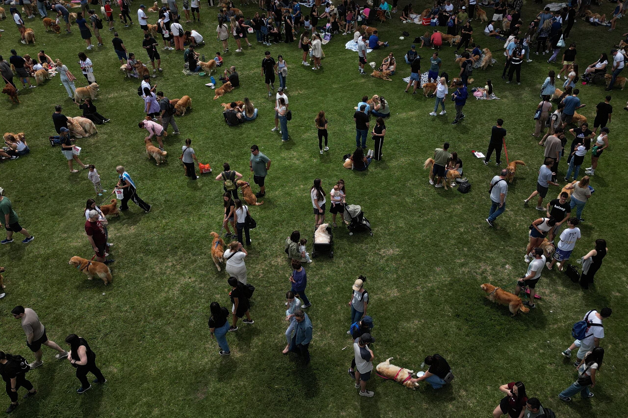 Golden Retrievers gather at a Palermo neighborhood park as people...