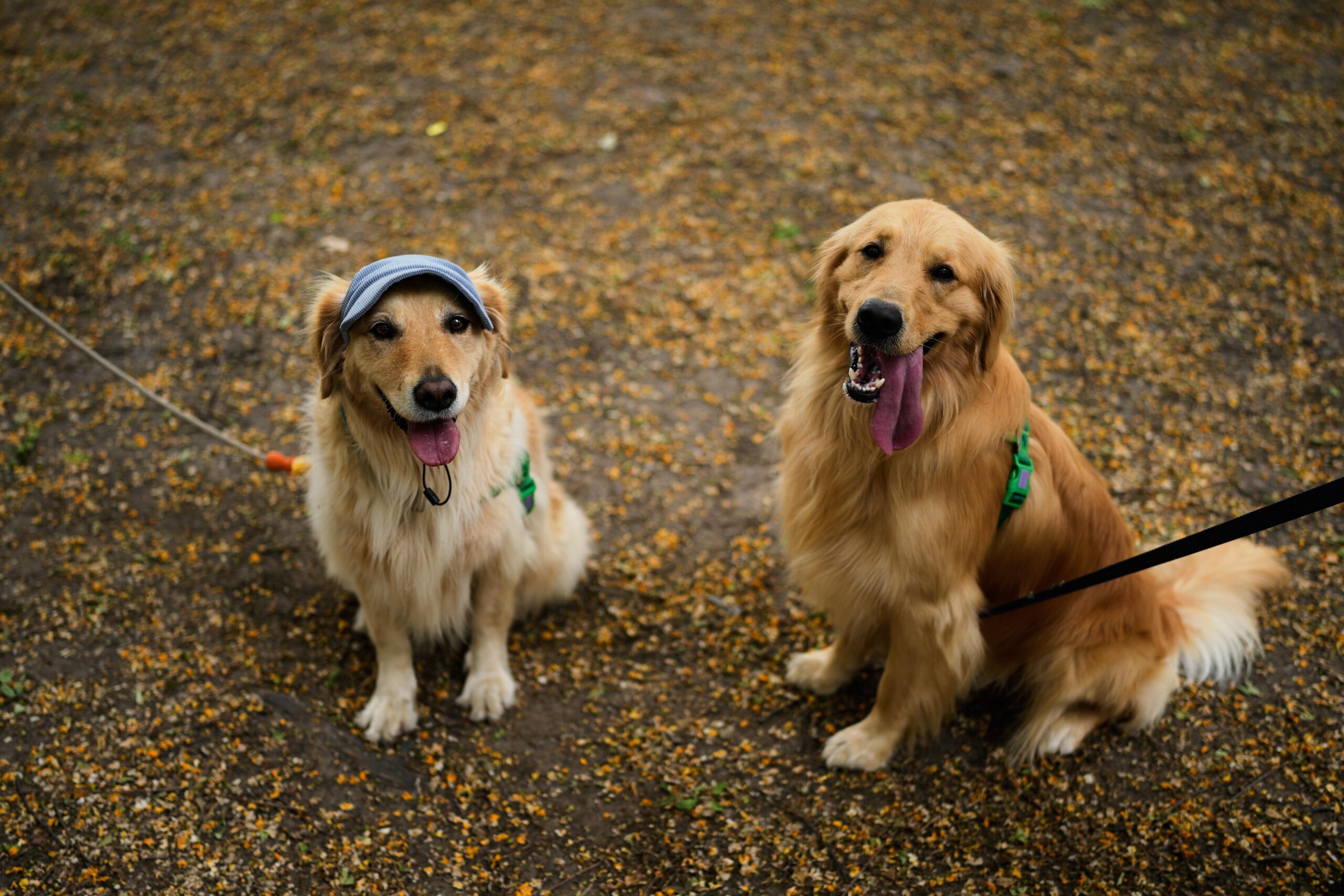Golden Retrievers pose for a picture in a Palermo neighborhood...